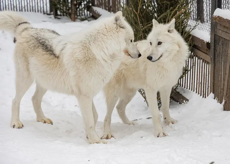 Красноярские специалисты проведут масштабное исследование популяции волков в Эвенкии