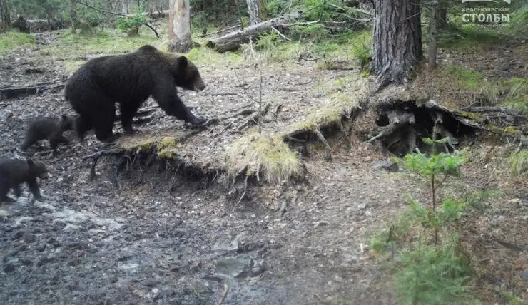 На «Столбах» из-за затяжной весны медведи стали чаще выходить на кордоны