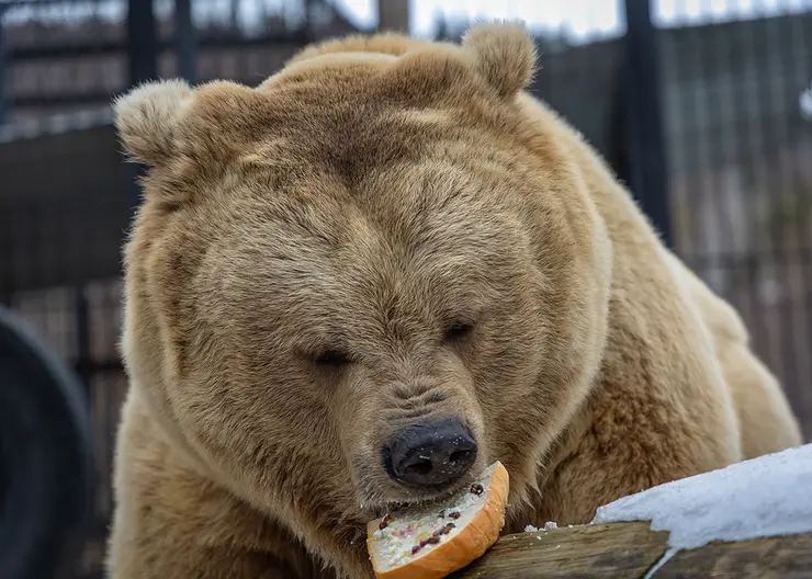 В Красноярске разбудили медведей