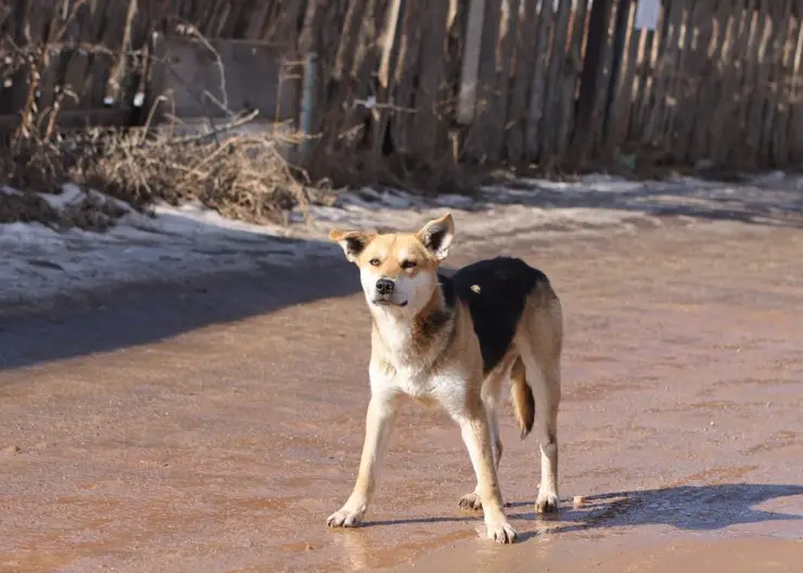 В Красноярском крае три домашние собаки заразились бешенством с начала 2023 года