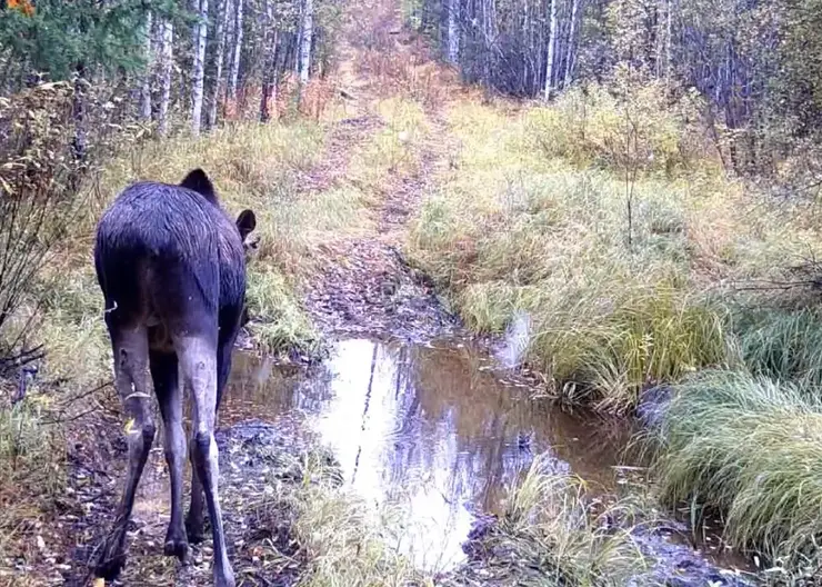 На севере Красноярского края фотоловушка засняла лося и медведя с разницей в день