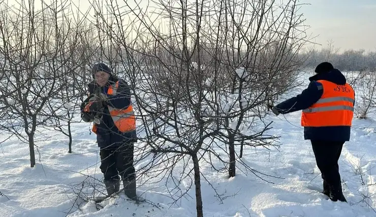 В Красноярске озеленители подготавливают деревья в питомниках к весеннему сезону