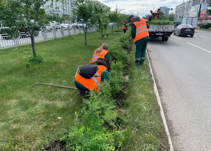 В Красноярске вдоль улицы 9 Мая высадили кусты пышноцветущего кустарника