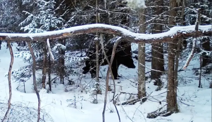 На «Красноярских Столбах» проснулись бурые медведи