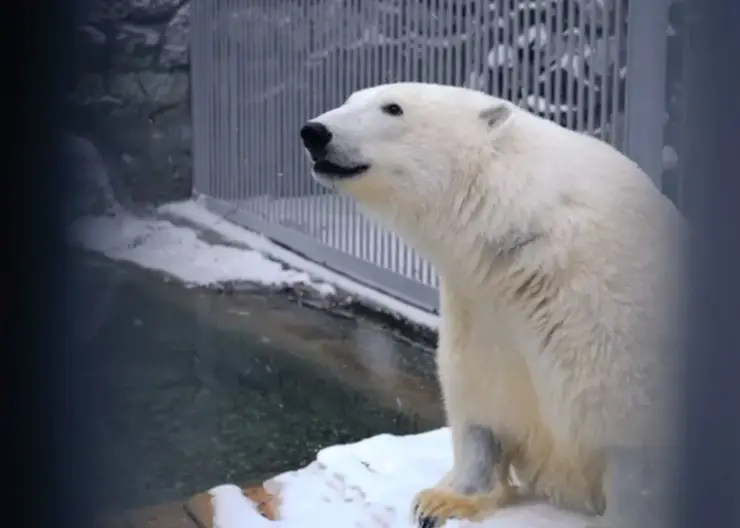 Белый медведь Диксон умер в Московском зоопарке