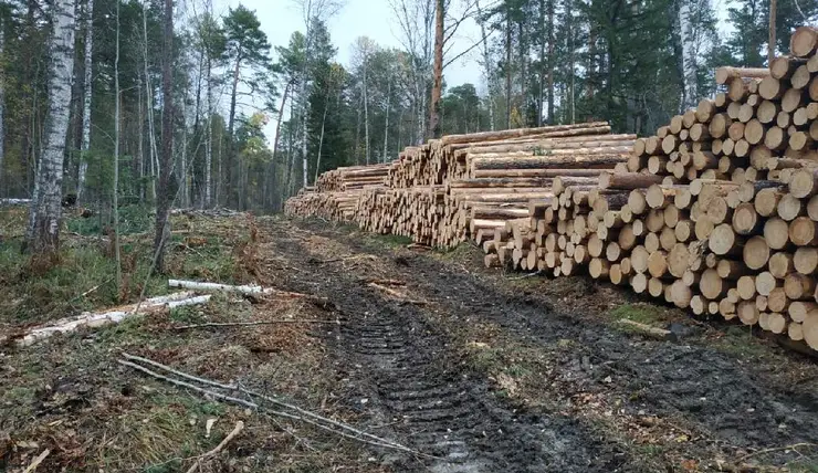 Красноярские лесопромышленники ищут новые рынки сбыта в Азии и внутри региона