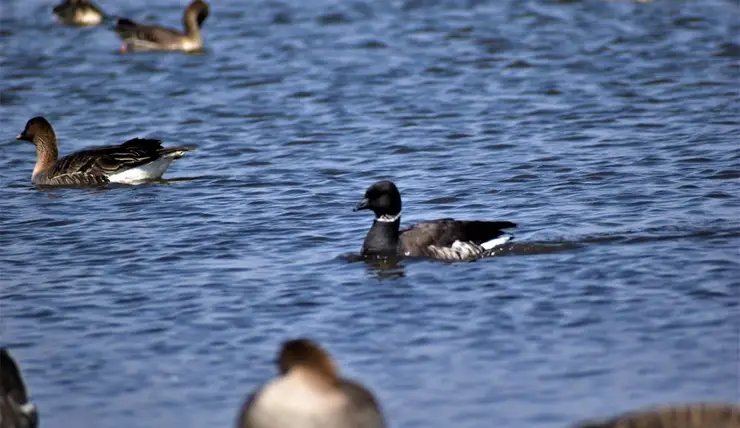 В Красноярском крае на озере заметили редкую птицу