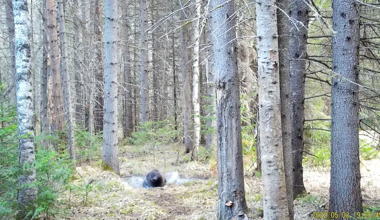 В Красноярске на Столбах заметили купающегося медведя