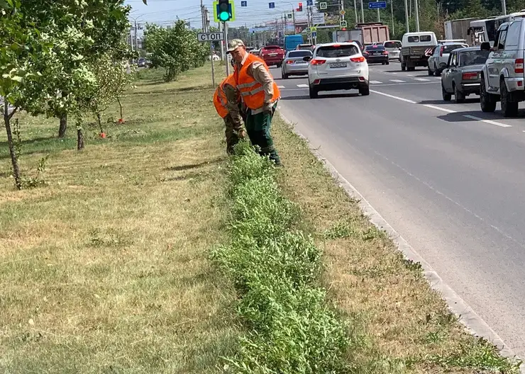 В Красноярске продолжается озеленение улицы 9 Мая