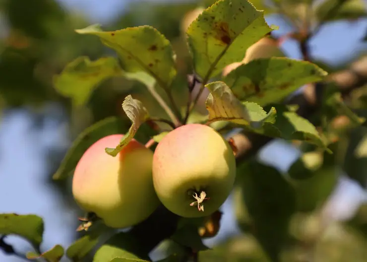 Красноярцы раньше срока собрали почти все яблоки в Татышев-парке