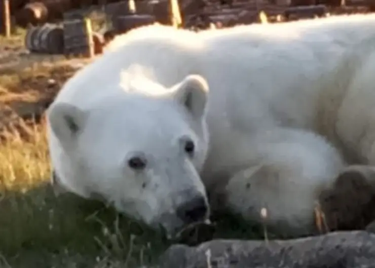 В Норильске полицейские застрелили белого медведя в центре города