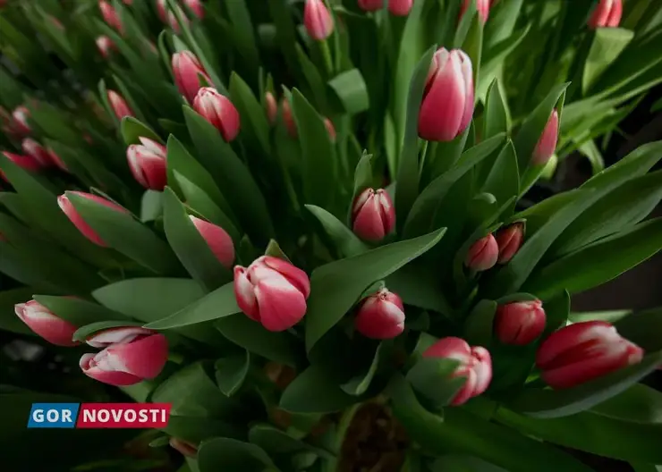 В Красноярске определили 49 мест для уличной торговли цветами