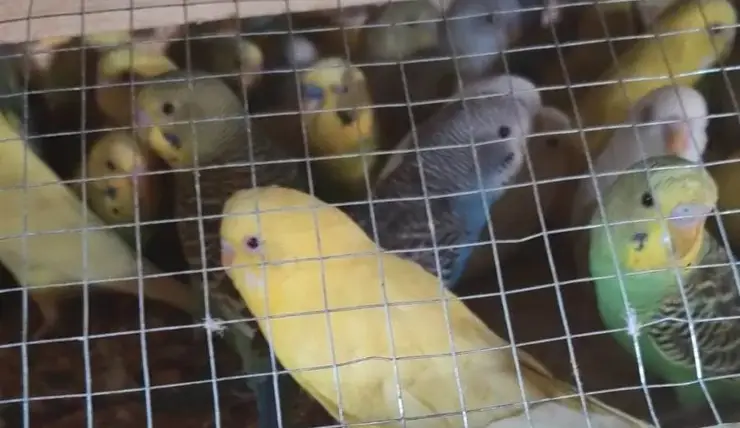 В аэропорту Красноярск проверили более 1,6 тысяч попугаев