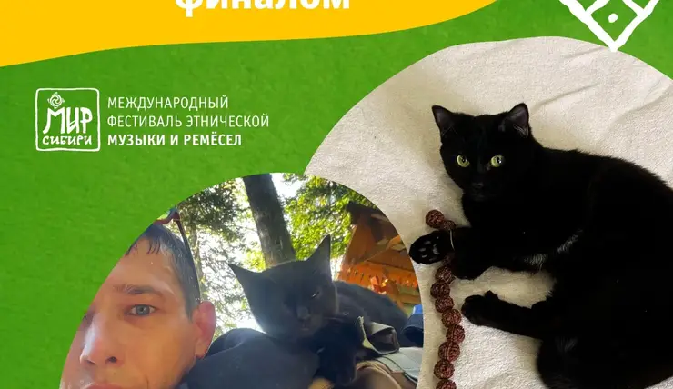 В Красноярском крае нашли пропавшего летом на фестивале «МИР Сибири» кота