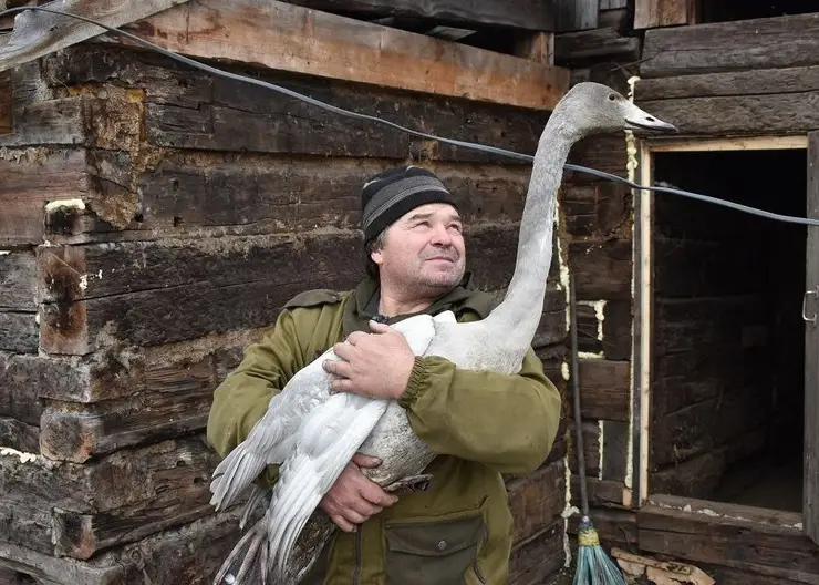 Семья из Назаровского района спасла краснокнижного лебедя
