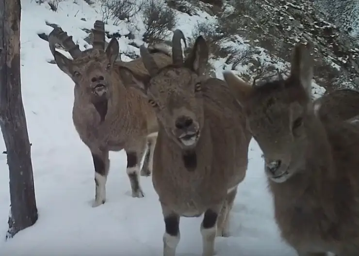 Сибирские горные козлы в Саяно-Шушенском заповеднике пытались что-то рассказать на камеру