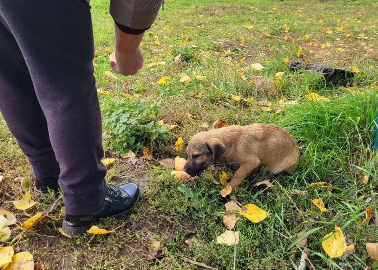 В Красноярском крае спасатели достали щенка из уличного туалета