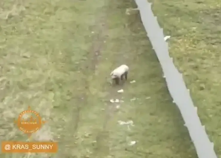 В красноярском Солнечном заметили одинокую свинью
