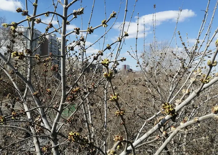 В Красноярске в ближайшее время зазеленеют клены и сирени