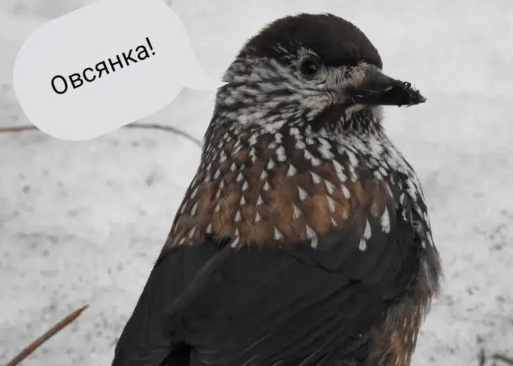 В заповеднике на севере Красноярского края птицы устроили драку из-за каши