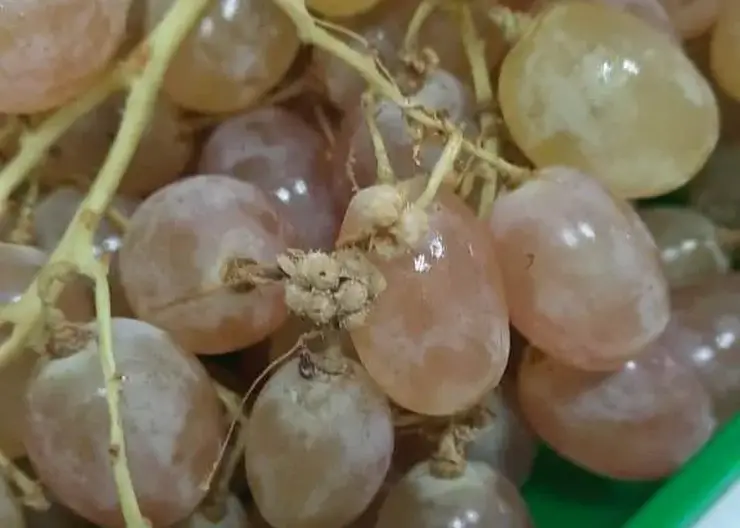 Свыше 20 тонн зараженного винограда уничтожили в Красноярске