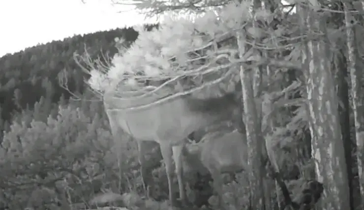 В заповеднике на севере Красноярского края засняли самку благородного оленя и ее малыша