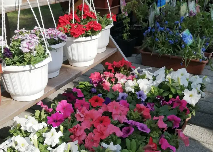 За лето в Центральном районе Красноярска продали цветов на 1,2 млн рублей