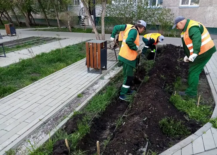 В Красноярске в сквере на Железнодорожников высаживают кустарники