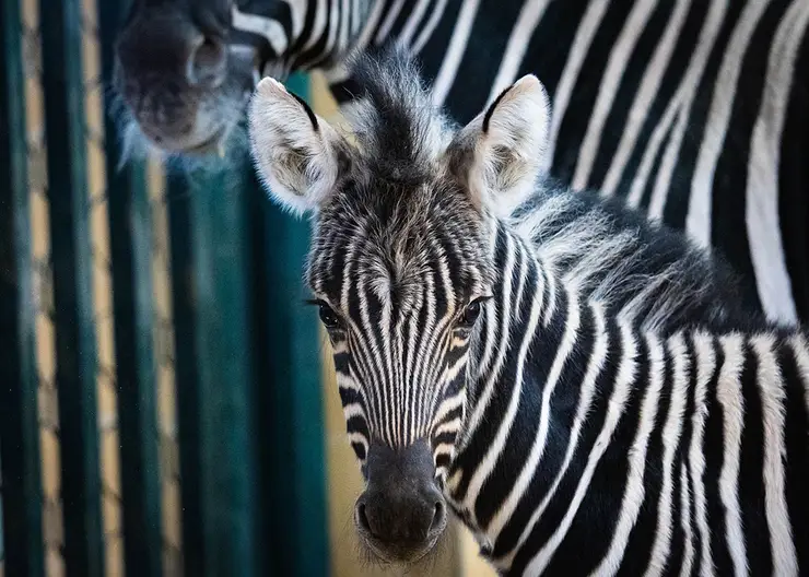 Красноярцев просят придумать имя для маленького детеныша зебр из «Роева ручья»