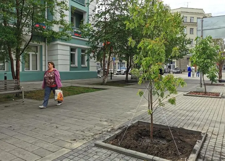 В Красноярске приступили к озеленению проспекта Мира по новым правилам