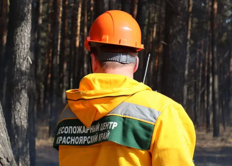 Красноярская компания создала новые беспилотные аппараты для мониторинга лесов
