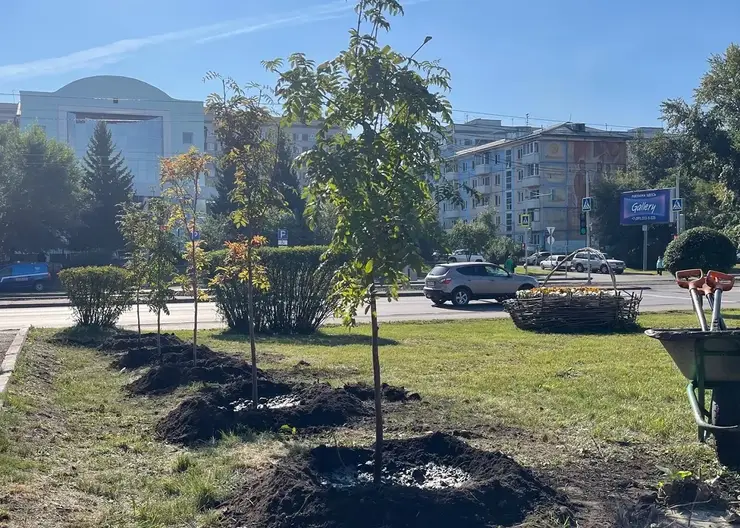 В Кировском районе Красноярска высадили более 3300 деревьев