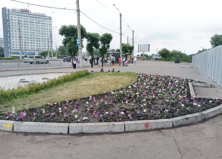 В Красноярске продолжают засаживать клумбы рассадой