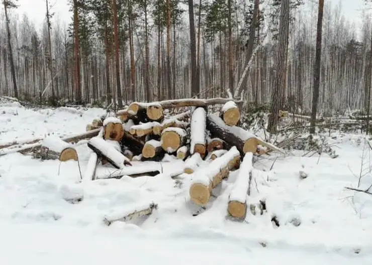 В Красноярском крае осудят предпринимателя за незаконную вырубку леса на 2 млн рублей