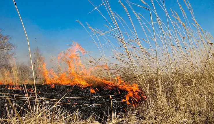 Пасечник в Иланском районе решил сжечь сухую траву «во благо пчел»