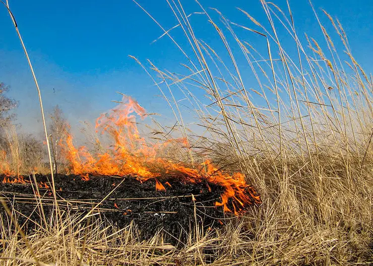 В Красноярске на Борисевича выгорело 800 квадратных метров сухой травы