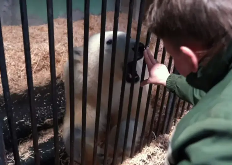 Директор Московского зоопарка поделилась новым видео со спасенным в Красноярском крае медведем Диксоном