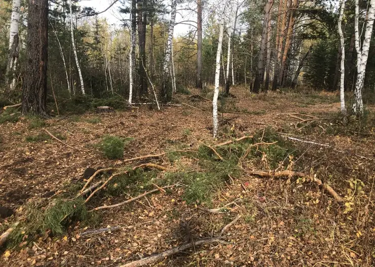 Банду «черных» лесорубов осудят за воровство древесины под Красноярском