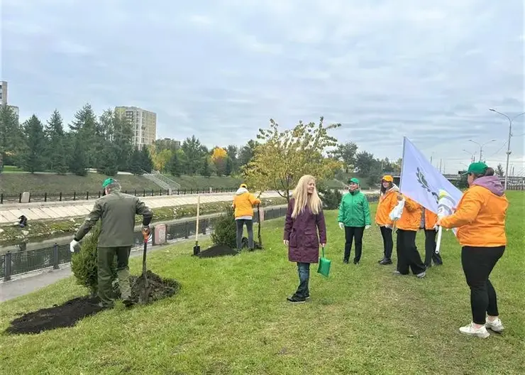 Больше 7,5 тысяч  деревьев посадили за эту неделю в Красноярске