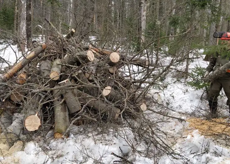 В Красноярске на Столбах проснулись первые клещи