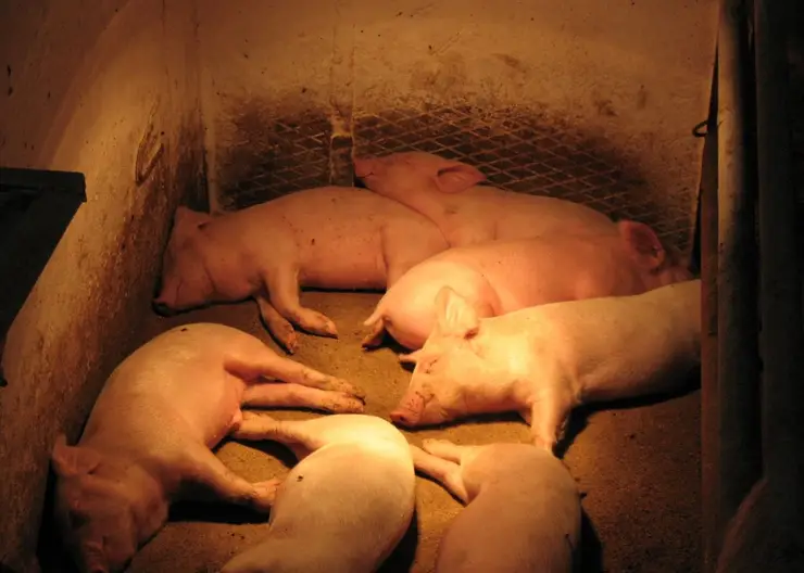 В районе Красноярского края ввели карантин из-за африканской чумы свиней