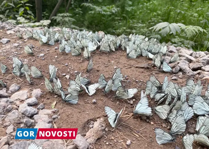 В красноярской «Гремячей гриве» заметили массовое нашествие бабочек