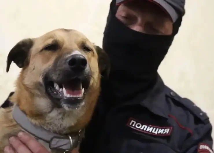 Спасенный пес в Херсонской области стал напарником полицейского из Красноярска
