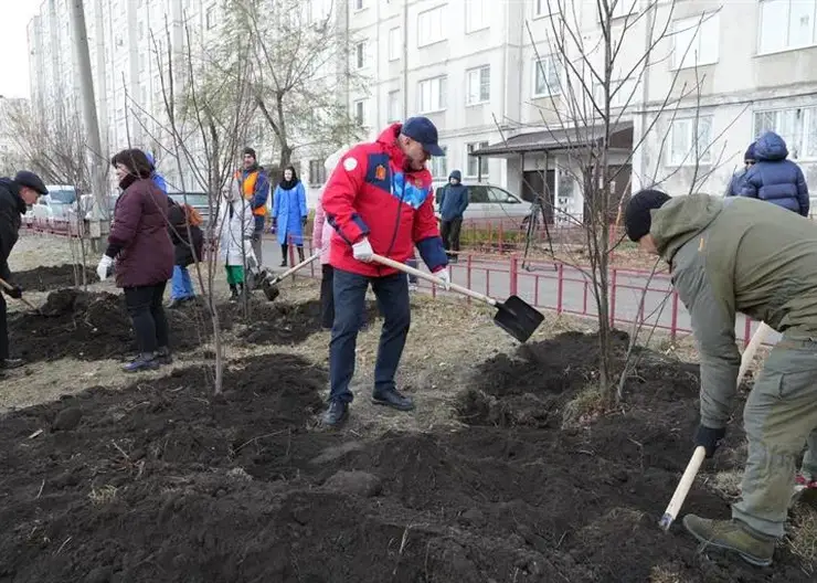 В Красноярске в 2023 году высадили свыше 50 тысяч деревьев