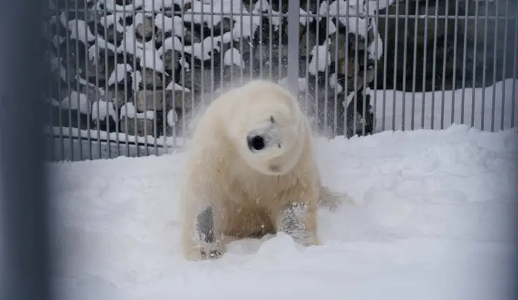 Медведь Диксон впервые вышел в уличный вольер поиграть со снегом