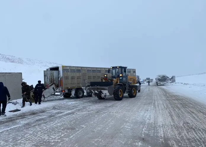 Под Красноярском в ДТП погибли погибли 35 коров