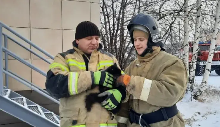 В Красноярском крае пожарные спасли застрявшего в стене котенка