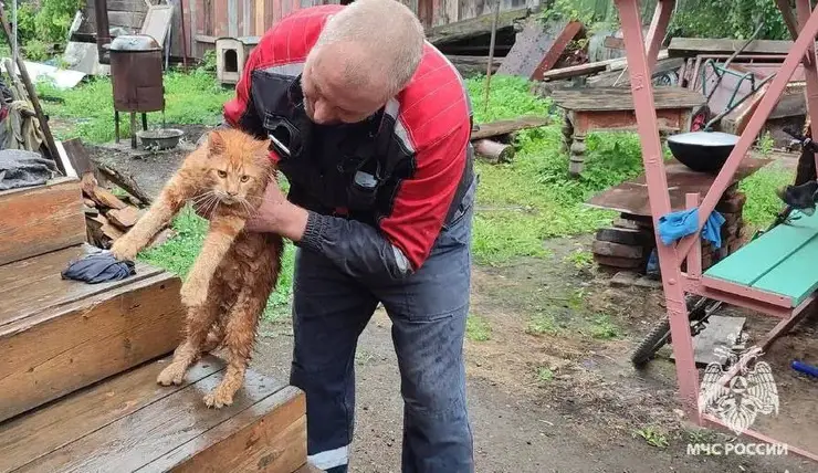 В Красноярском крае пожарные спасли застрявшего на дереве кота Симбу