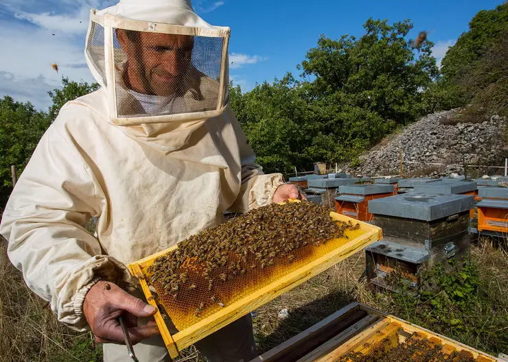 В Красноярске будут обучать пчеловодов