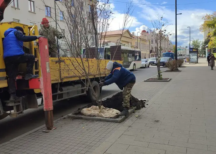 В Красноярске высадили более 20,6 тысячи деревьев